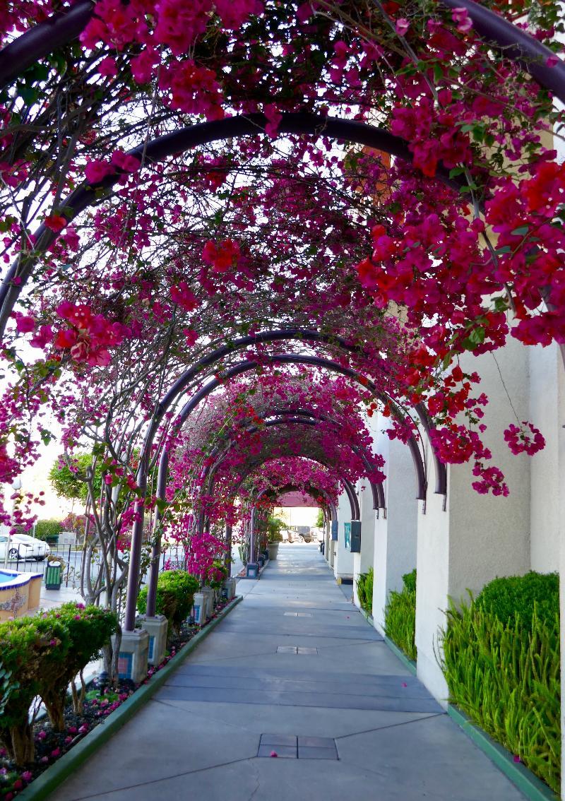 Golden Sails Hotel Long Beach Extérieur photo